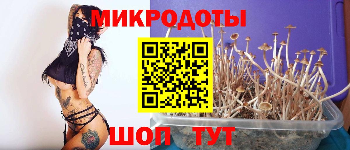 Псилоцибиновые грибы Cubensis Великий Устюг